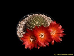Sulcorebutia verticillacantha v. cuprea HS264 2019